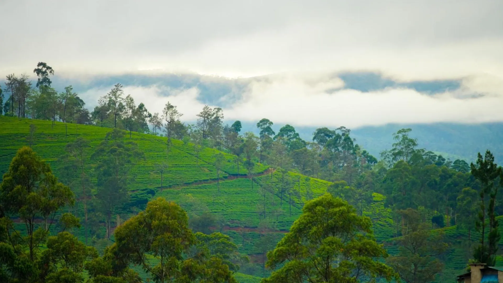La Casa Lindula Villa Eliya Nuwara Eliya